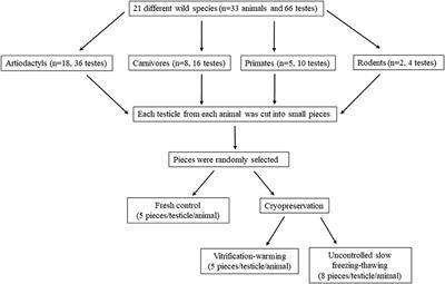 DNA integrity and viability of testicular cells from diverse wild species after slow freezing or vitrification